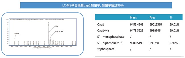 mRNA體外合成一站式解決方案