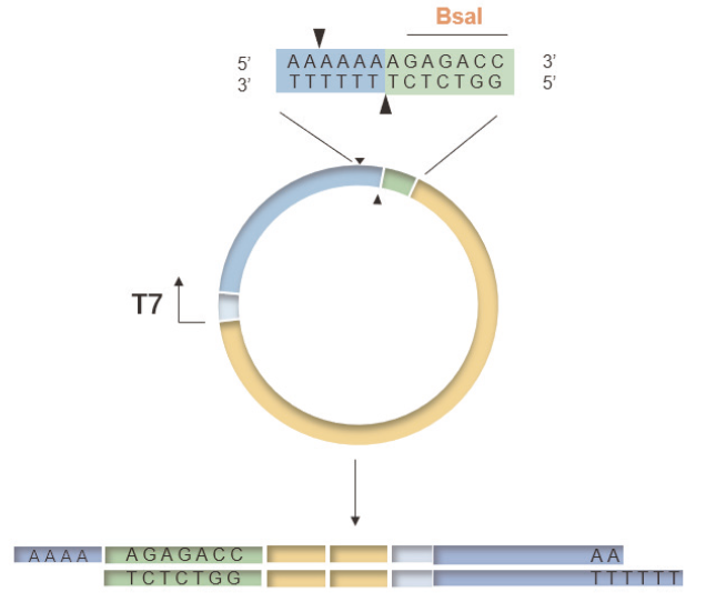 Solutions for mRNA in vitro Synthesis