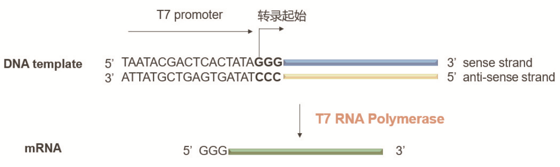 Solutions for mRNA in vitro Synthesis