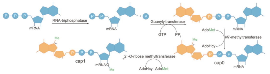 Solutions for mRNA in vitro Synthesis