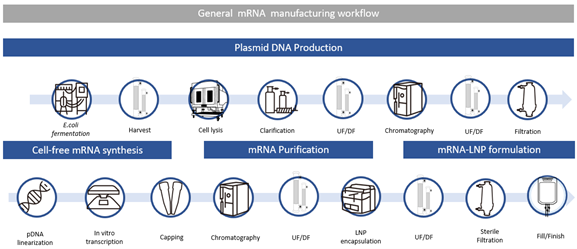 mRNA Vaccine